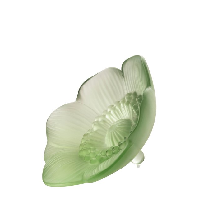 фото Цветок anemone lalique